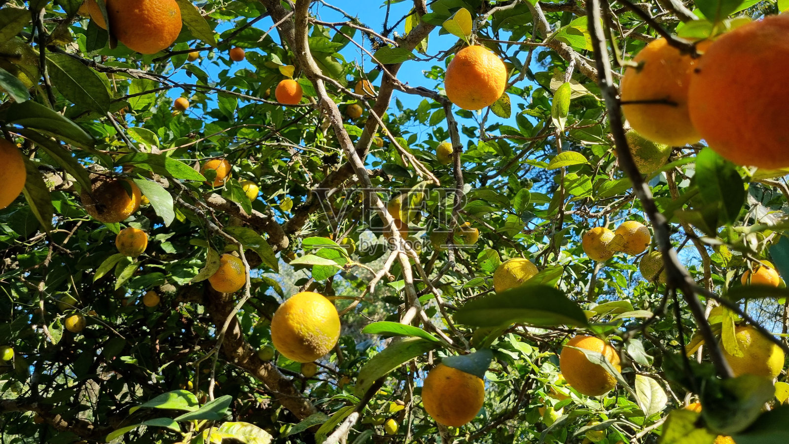 柠檬树照片摄影图片