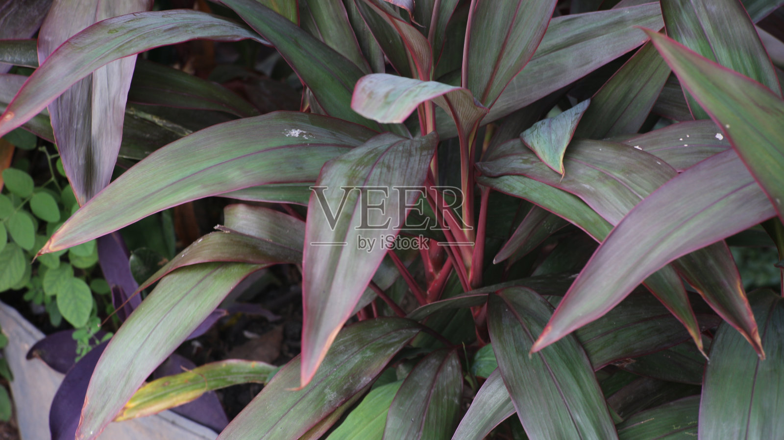 绿色叶状植物，红茎，照片摄影图片