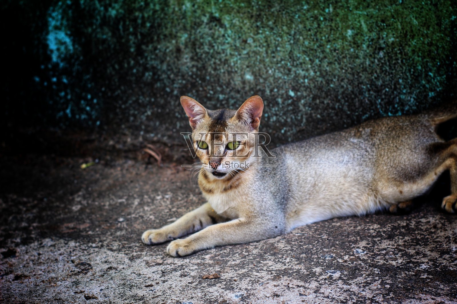 灰猫睡在地面野猫的印度丛林宠物小猫在漂亮的蓝色背景照片摄影图片