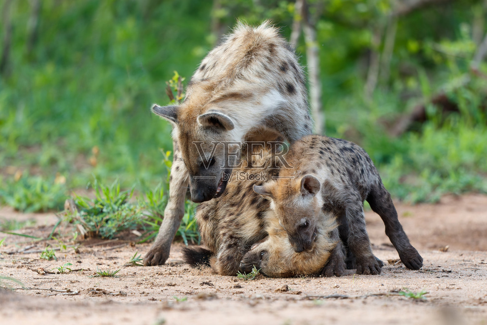 沙比沙滩上的斑点鬣狗照片摄影图片