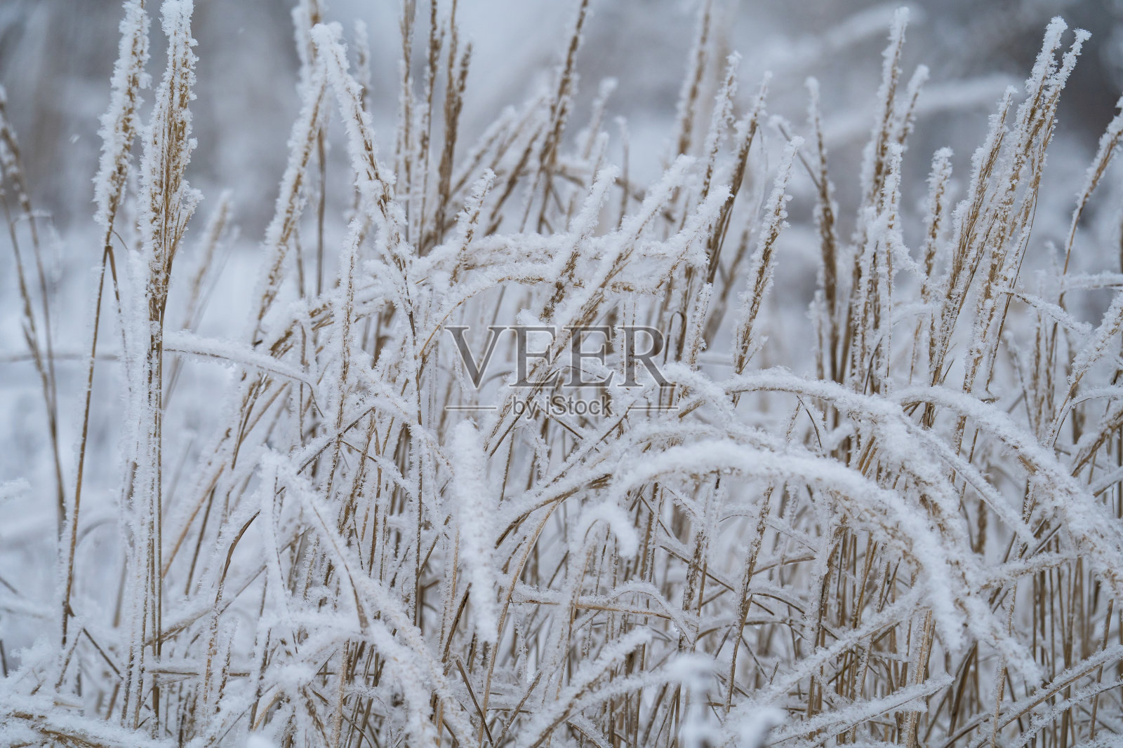 冬季阳光明媚的日子里，植物的枝干在一片灿烂的霜冻中，散焦光线照片摄影图片