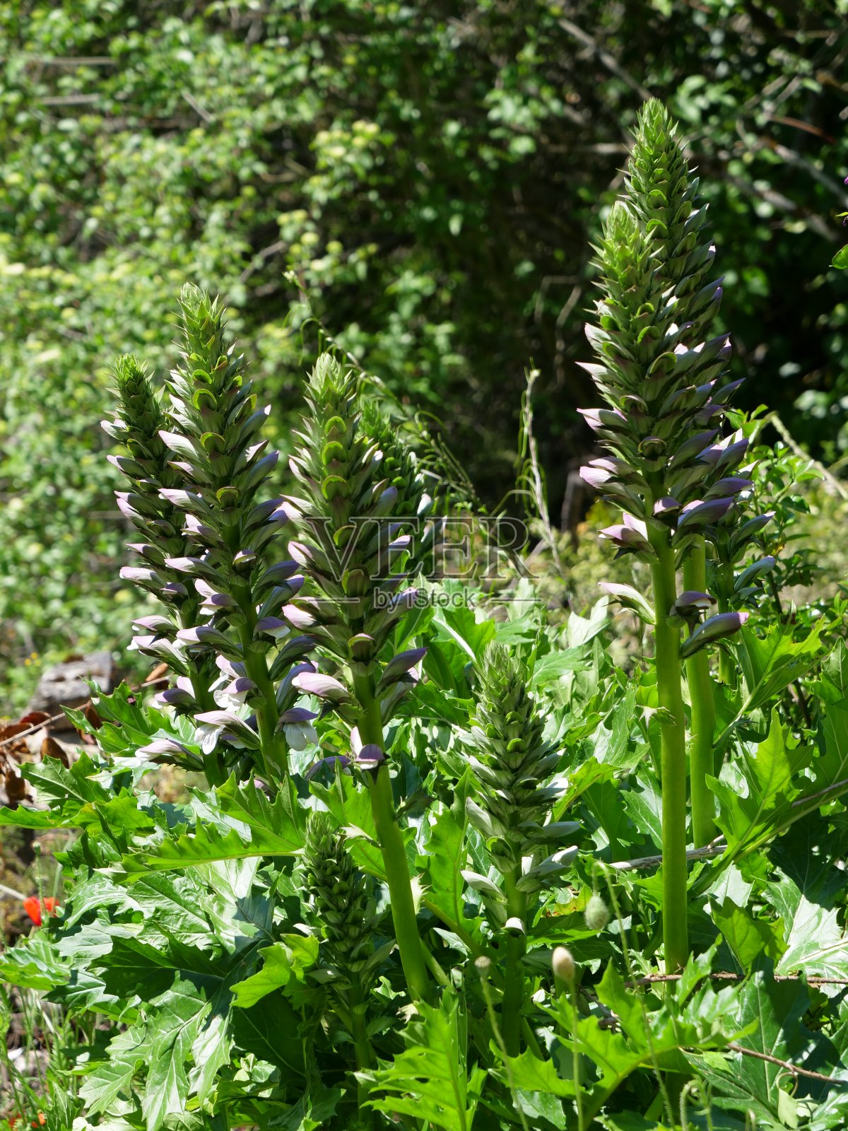 叶形装饰照片摄影图片