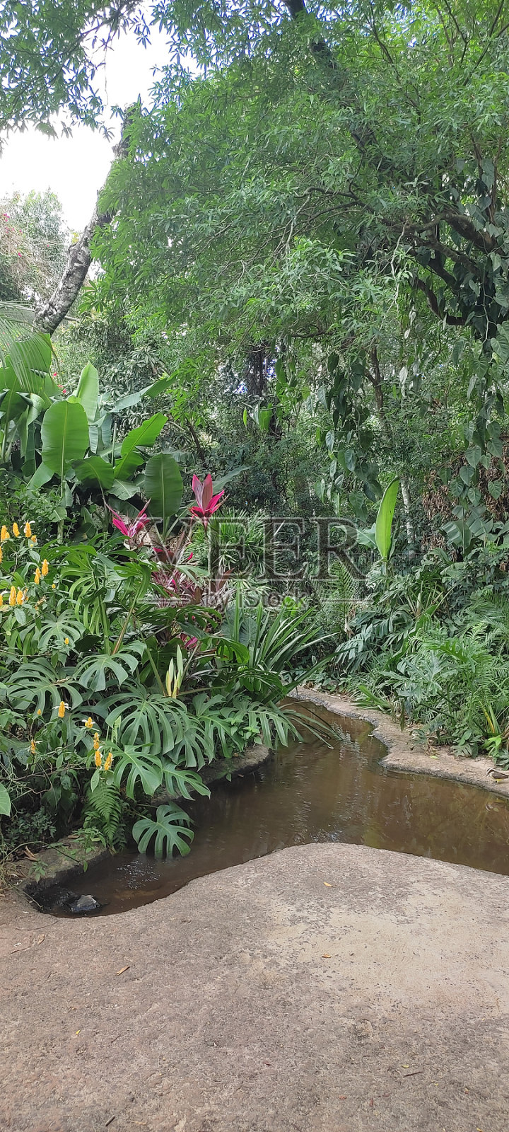 植物和水照片摄影图片