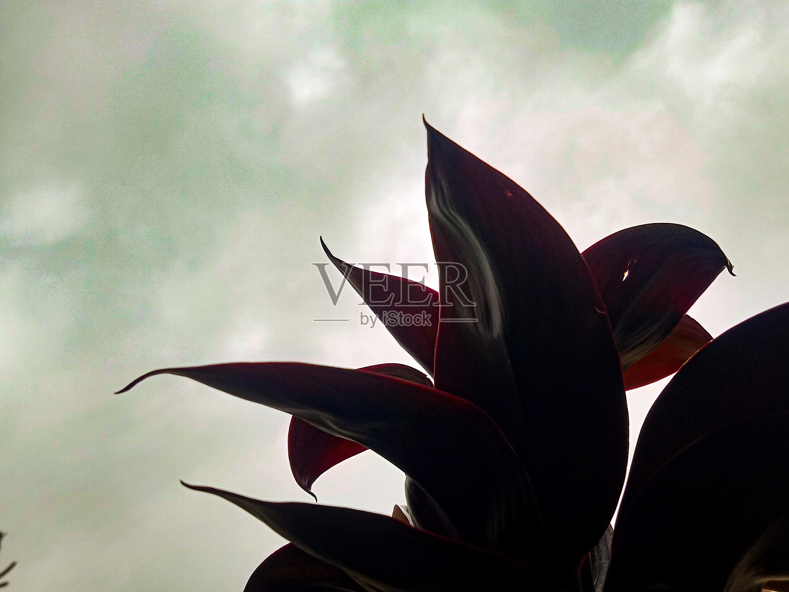 灰色的天空和华丽的树叶照片摄影图片