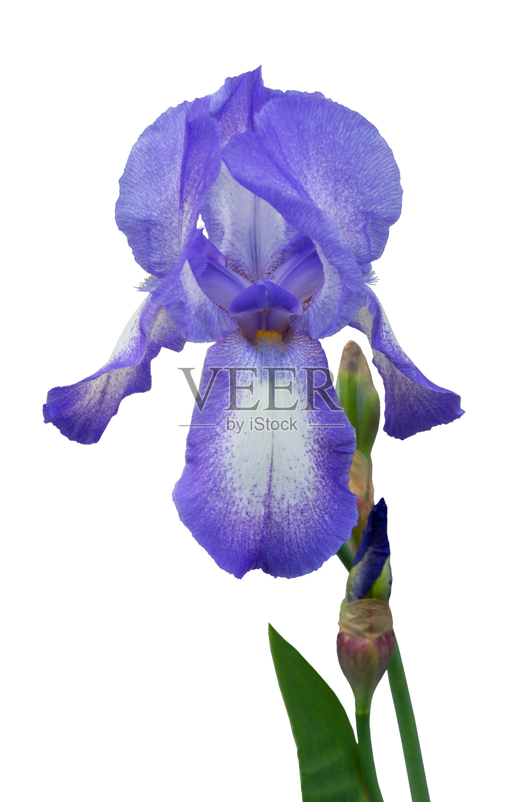 紫罗兰鸢尾花孤立在白色背景照片摄影图片