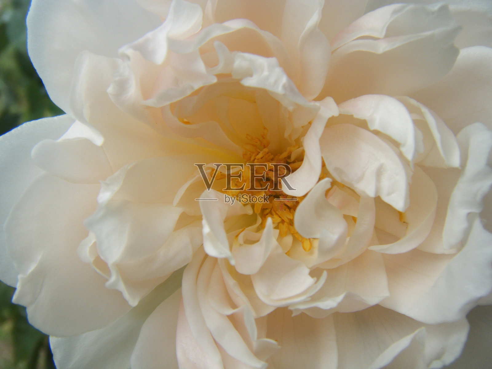 布鲁姆照片摄影图片