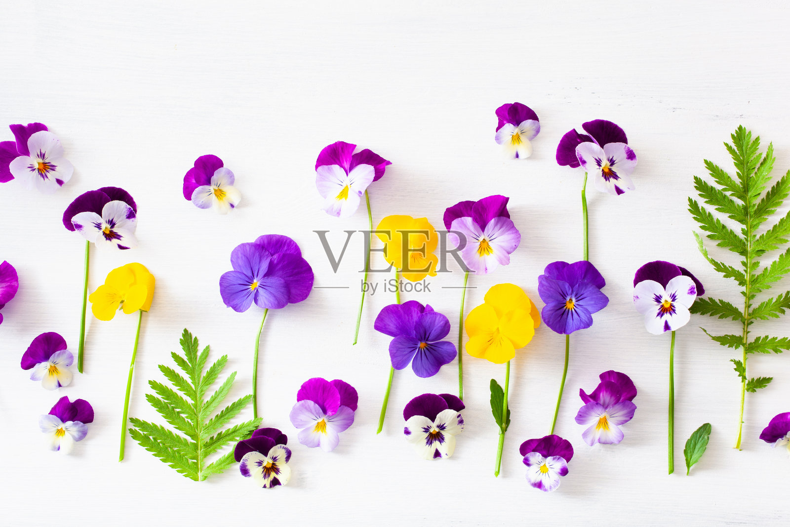 美丽的三色紫罗兰夏季花朵扁平的白色照片摄影图片