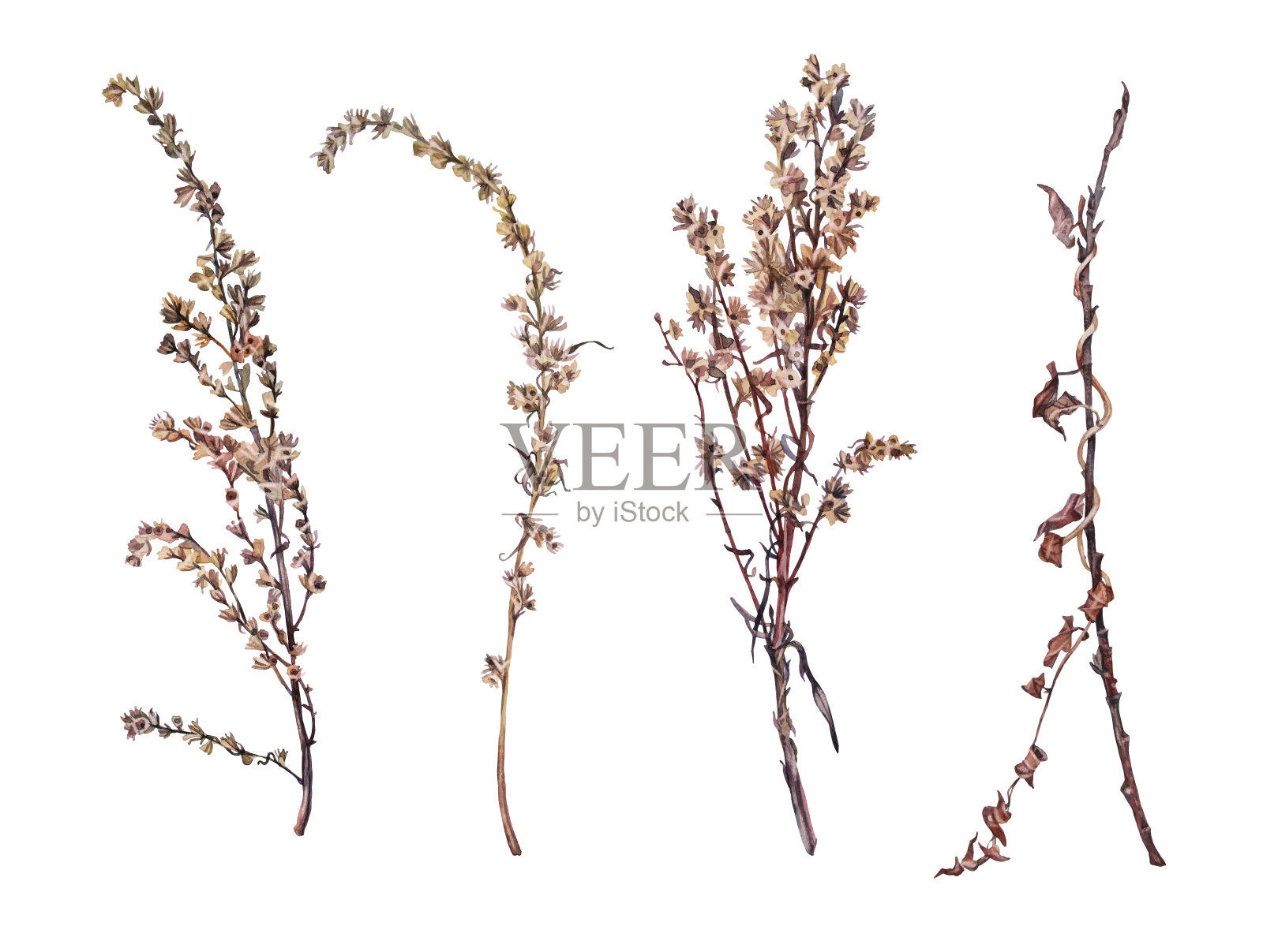 设置水彩干燥的野花艾草和嫩枝树孤立在白色背景。手工绘制的棕色分枝草本装饰。植物古董插图墙纸花店。自然的剪纸艺术设计元素图片