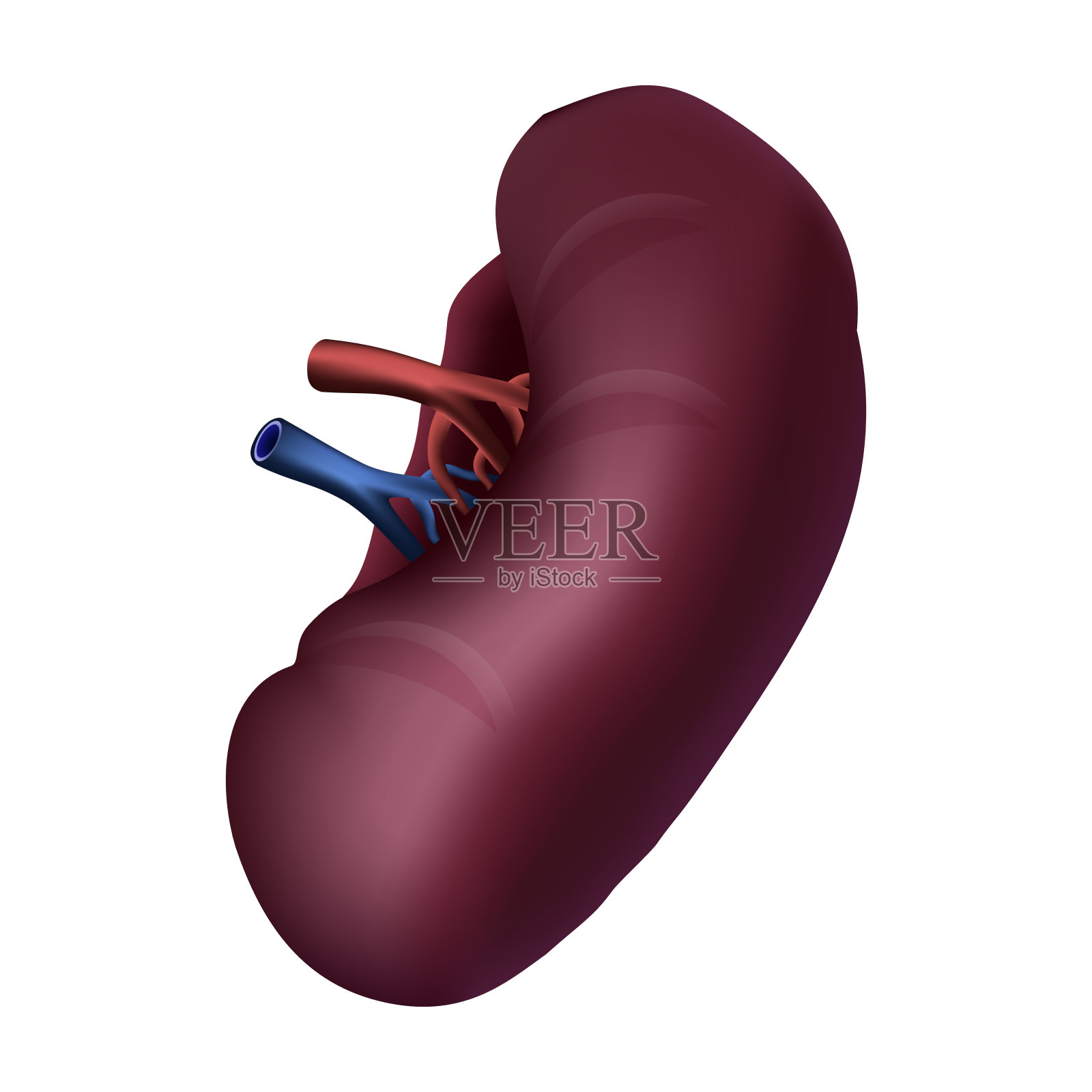 人的脾。现实的设计。孤立。矢量插图。插画图片素材