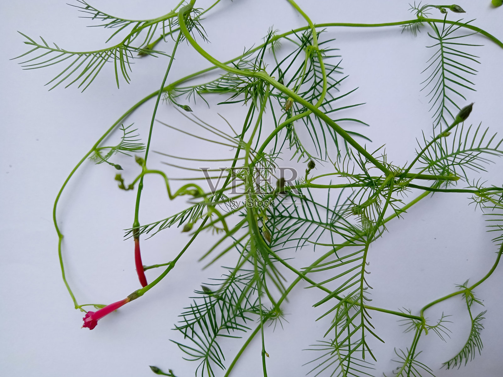 藤蔓纸白色背景照片摄影图片