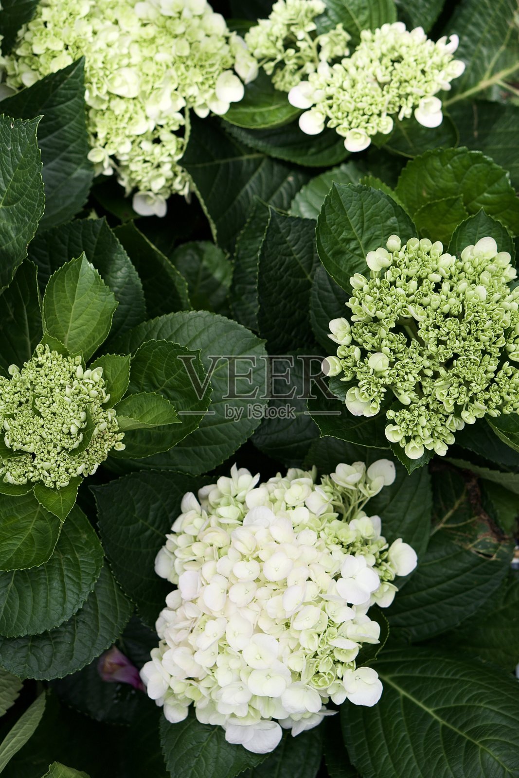 美丽的花。照片摄影图片