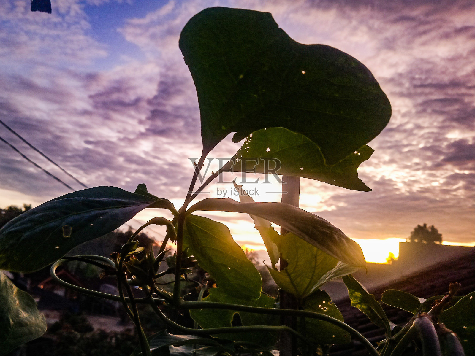 早晨的心情与树叶照片摄影图片