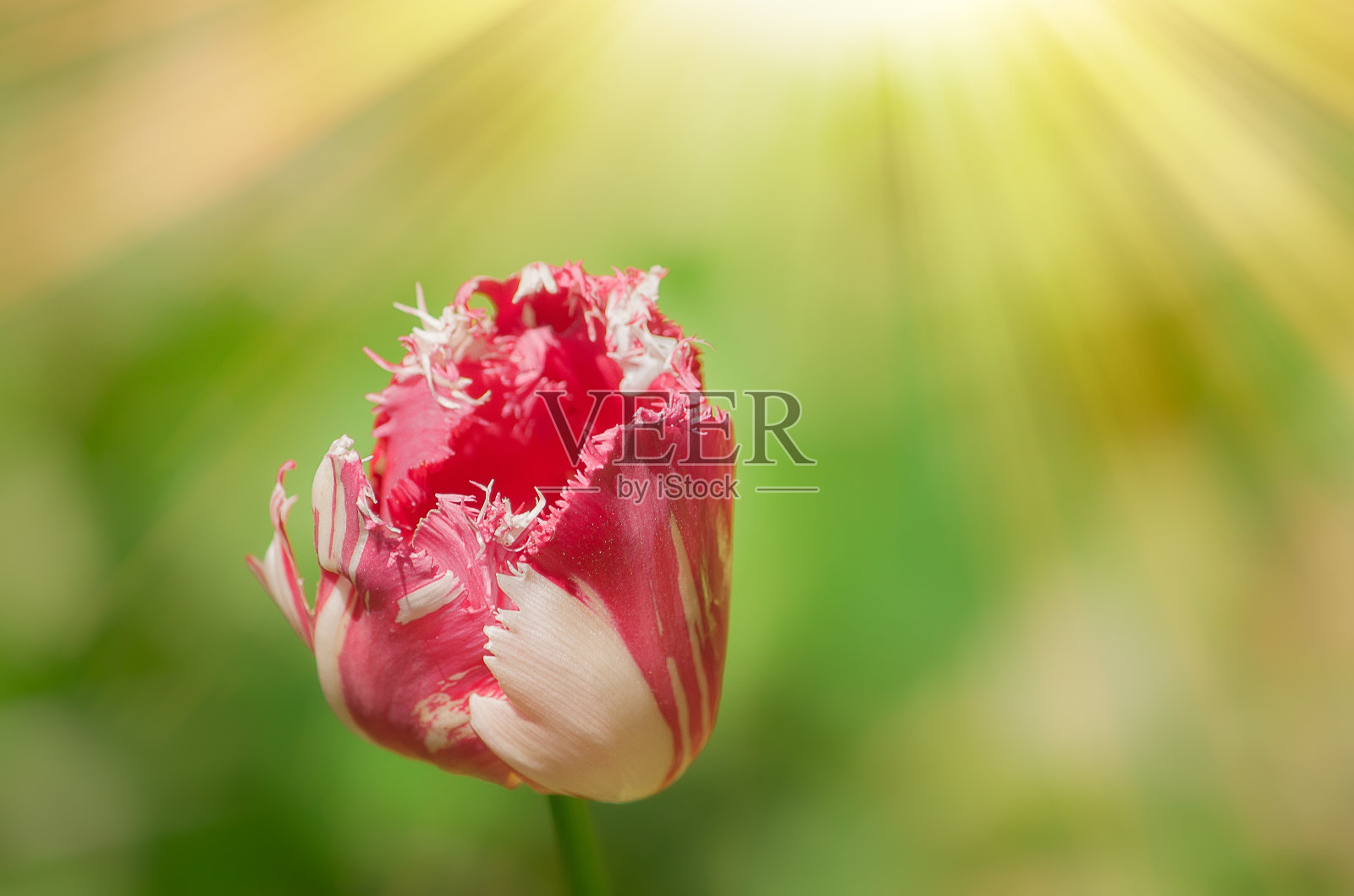 美丽多彩的郁金香粉白相间，在春天模糊的背景下，copyspace照片摄影图片