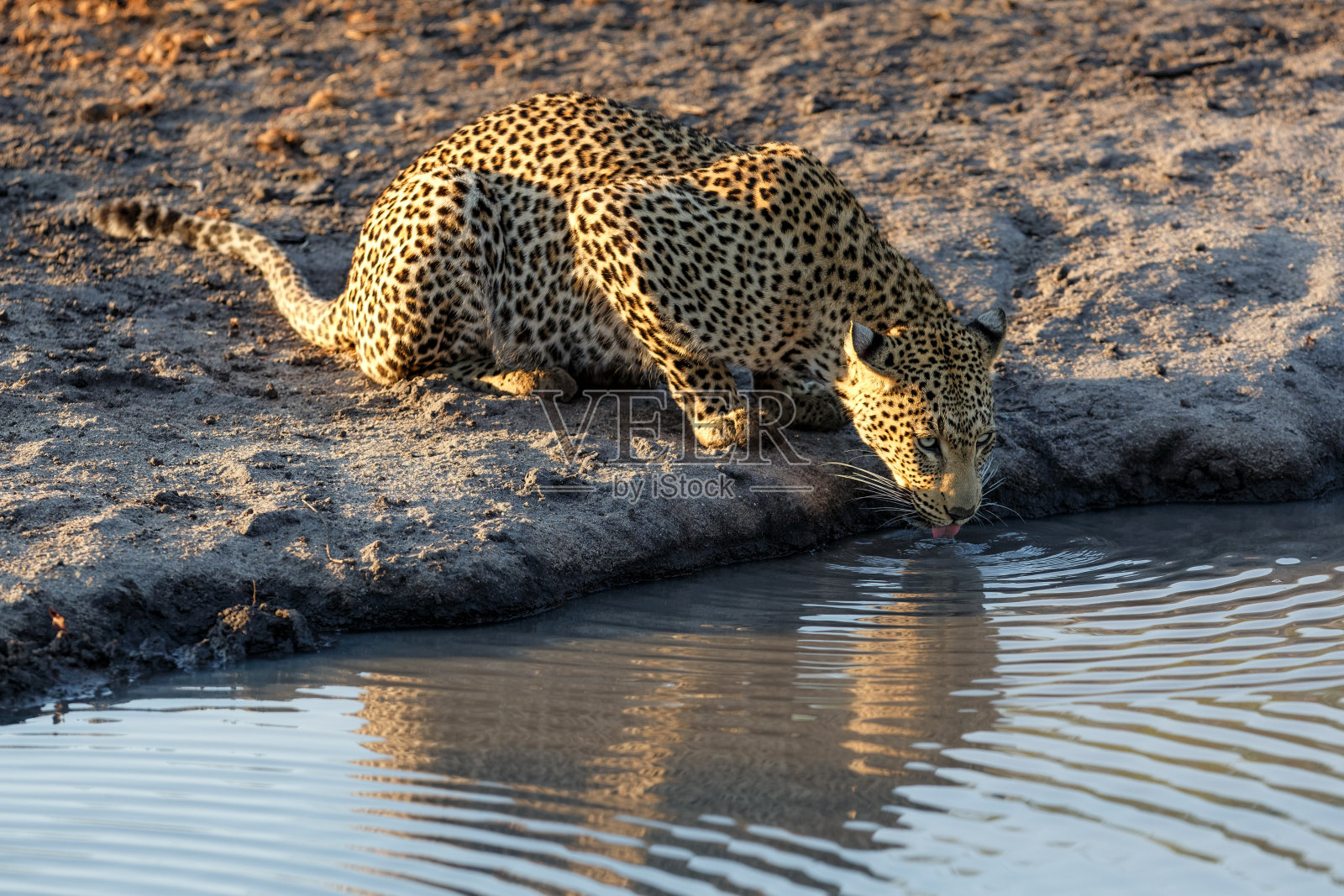 沙比金沙野生动物保护区的豹照片摄影图片