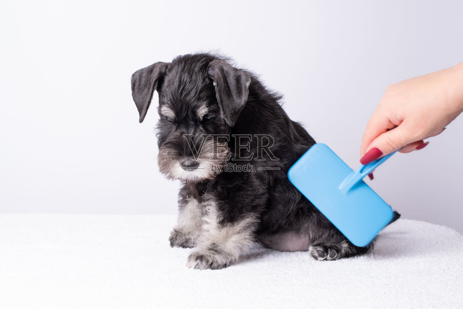 一只手在洗完一只迷你雪纳瑞犬后用刷子梳理它的皮毛。给躺在白毛巾上的狗梳理毛发照片摄影图片