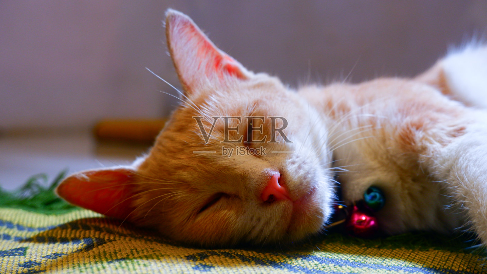 家猫睡在黑色玻璃桌上照片摄影图片