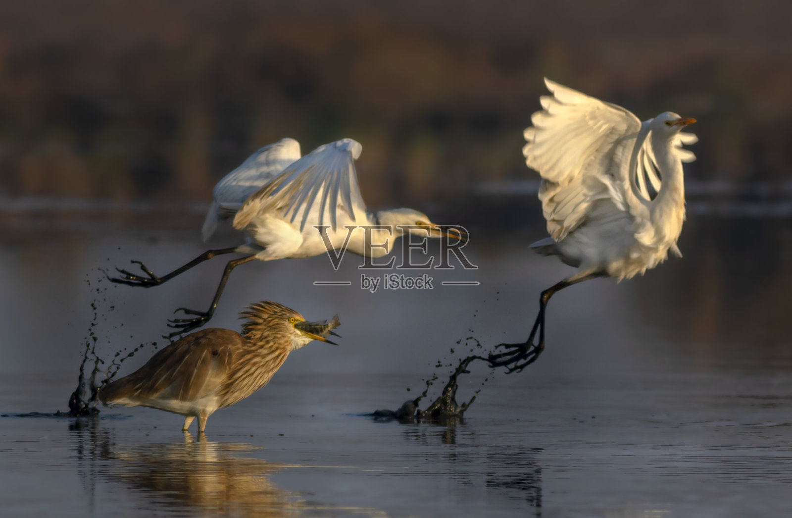 有猎物的印度池鹭照片摄影图片