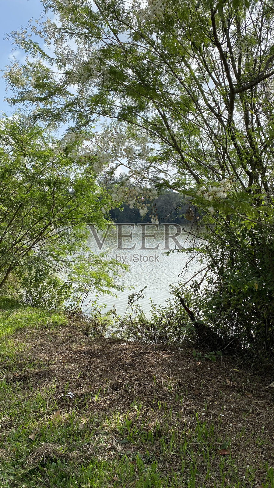 公园里有树和湖照片摄影图片