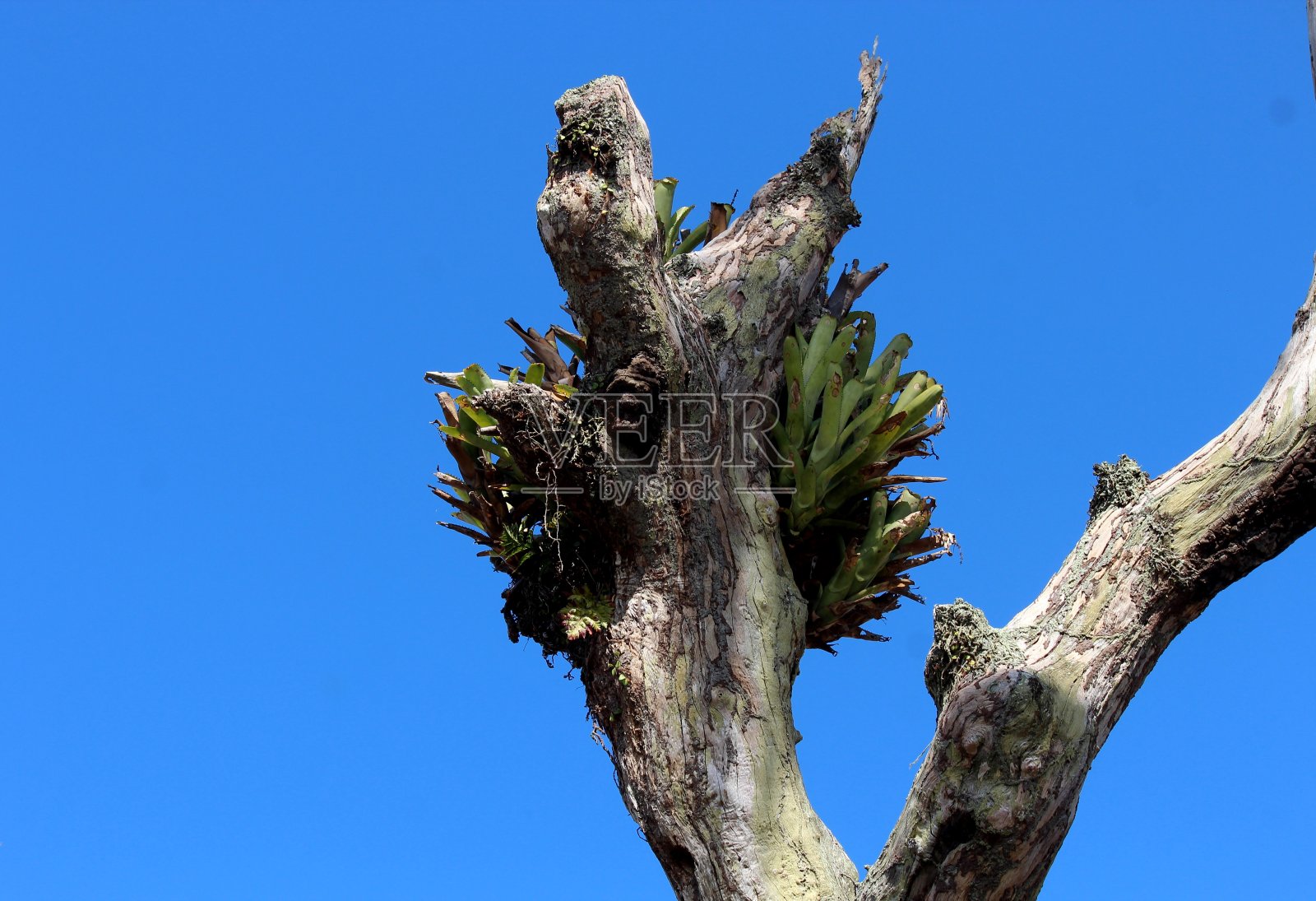 植物花凤梨科照片摄影图片