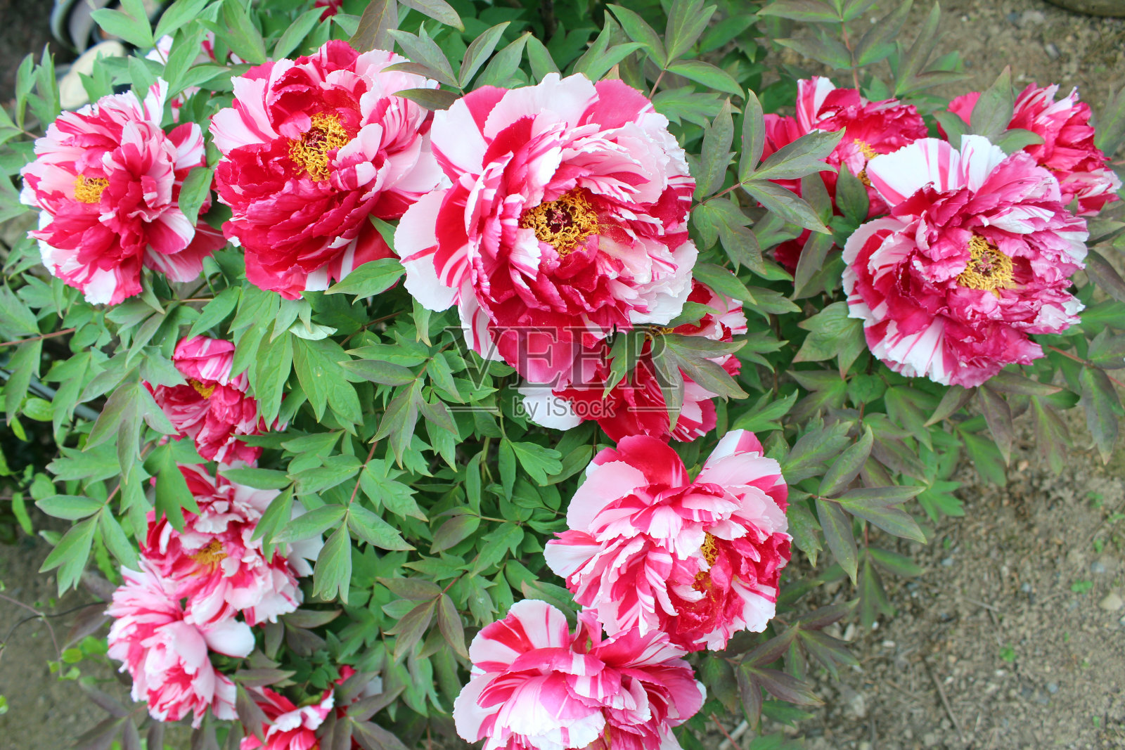 粉红色和白色牡丹花“shimanishiki”。照片摄影图片