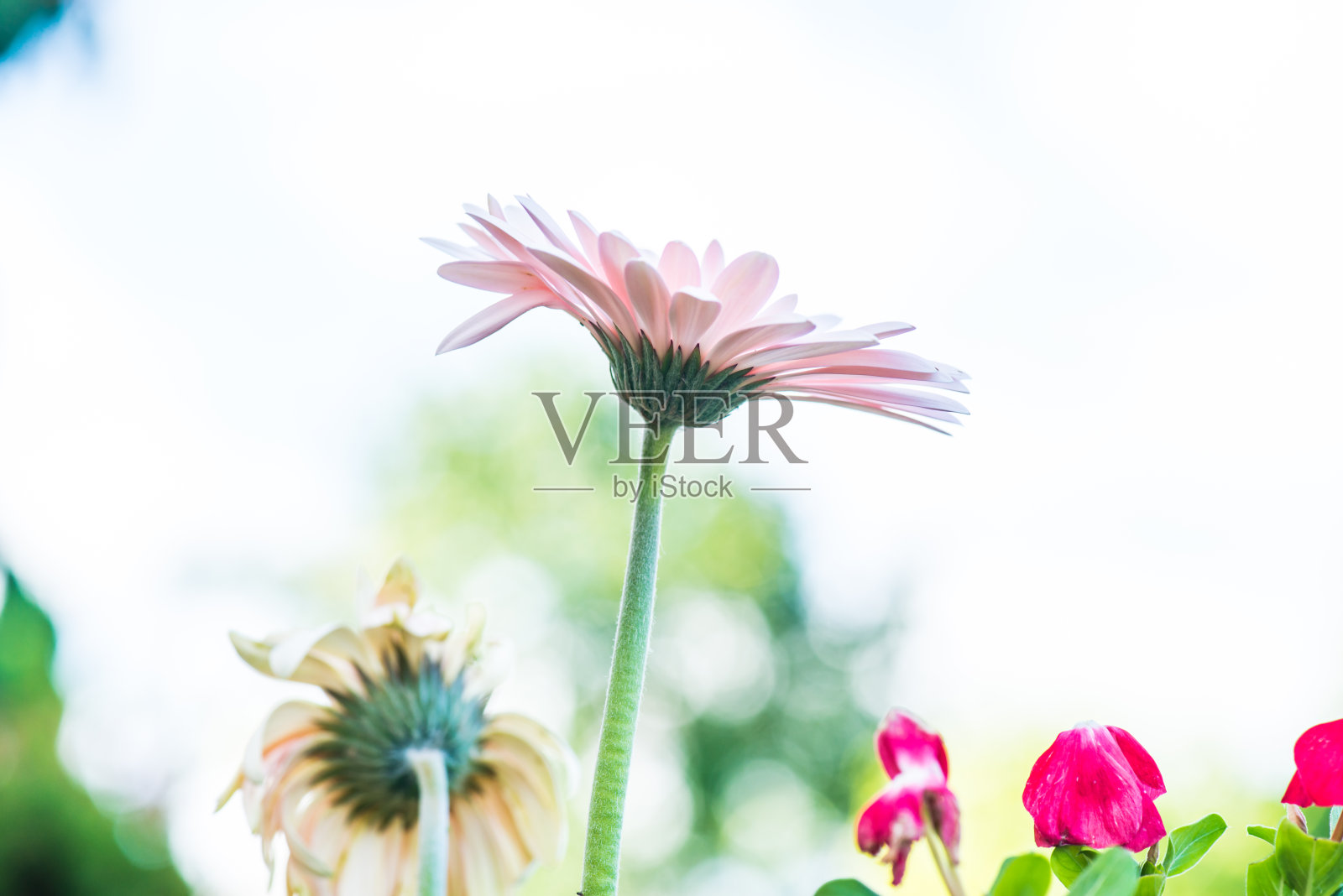 白色背景上的粉红非洲菊照片摄影图片