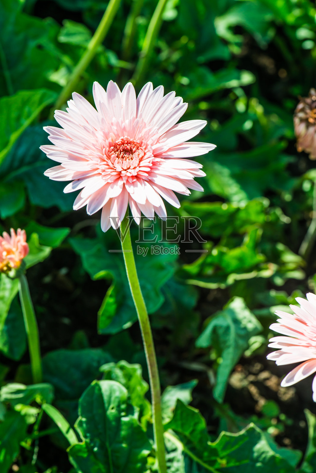 公园里的粉红非洲菊照片摄影图片