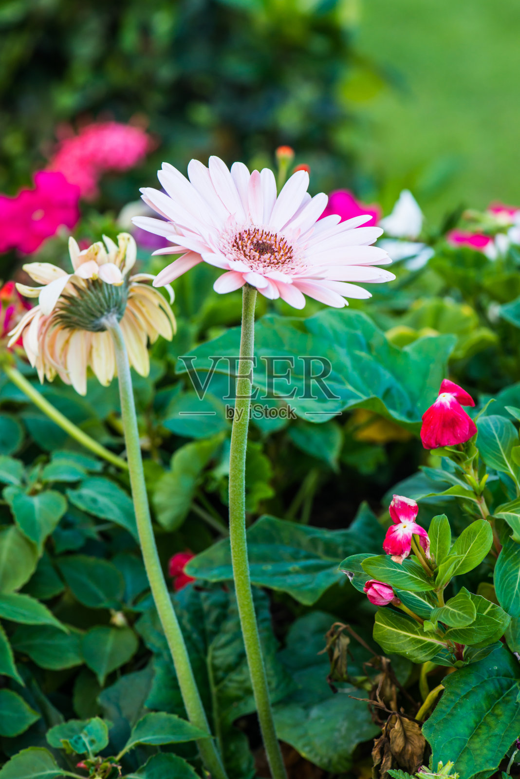 公园里的粉红非洲菊照片摄影图片
