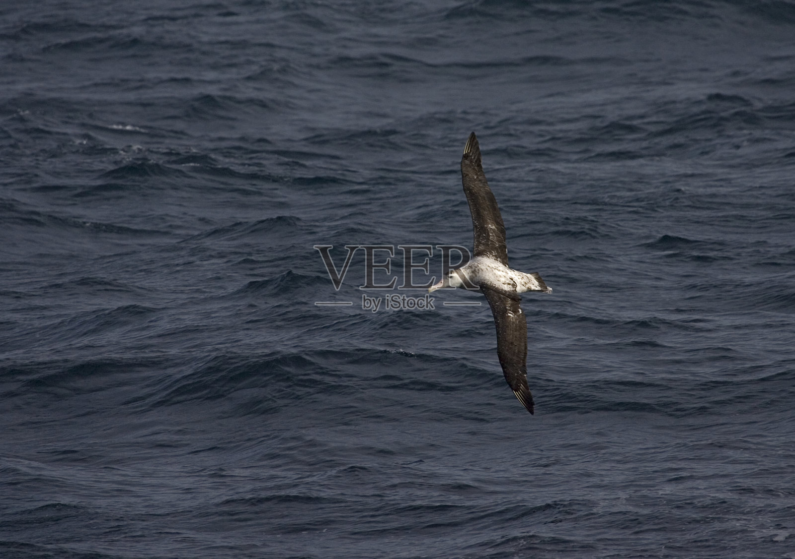 雪（流浪）信天翁，大信天翁，迪奥米迪亚（秀兰）苏兰照片摄影图片