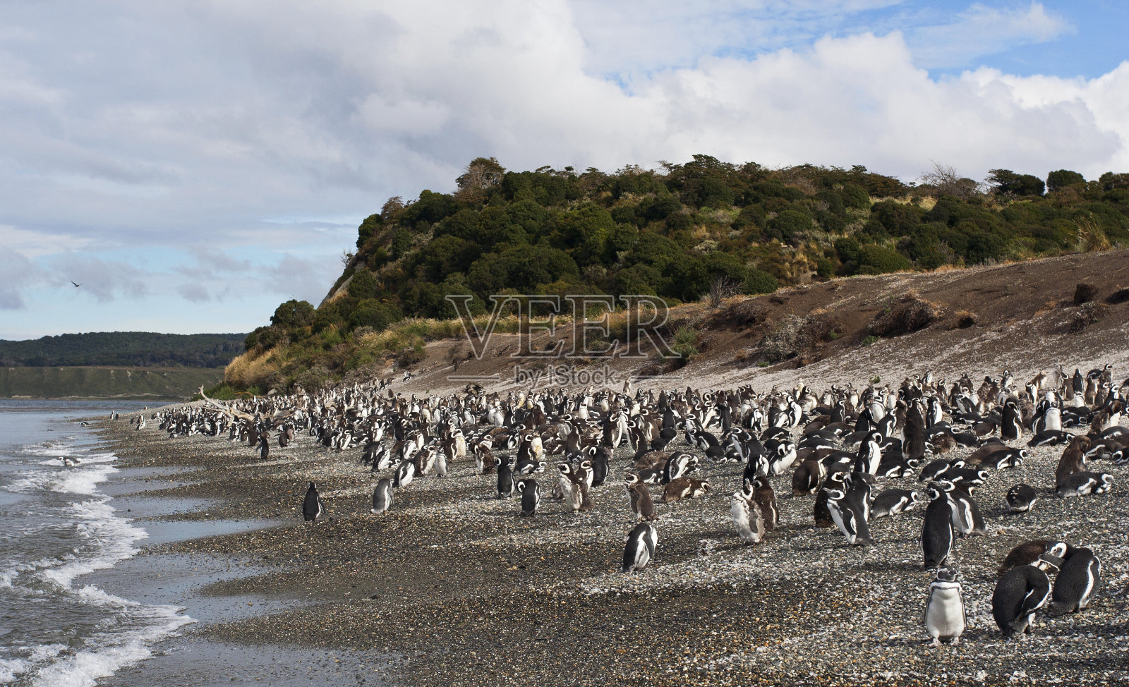 Magelhaenpinguïn Magellanic Penguin, Spheniscus magellanicus照片摄影图片