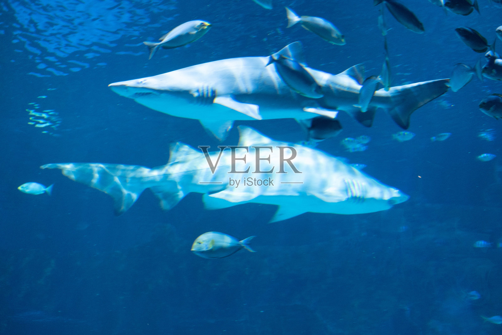 海洋水族馆。一大群不同的鱼在水下游动。美丽的水彩背景，在海底，大海的背景。水族箱里的一群鱼照片摄影图片