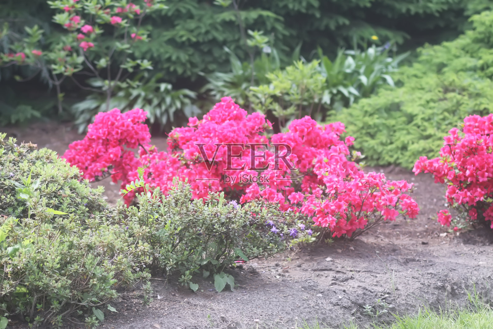 植物园里的杜鹃花丛。照片摄影图片