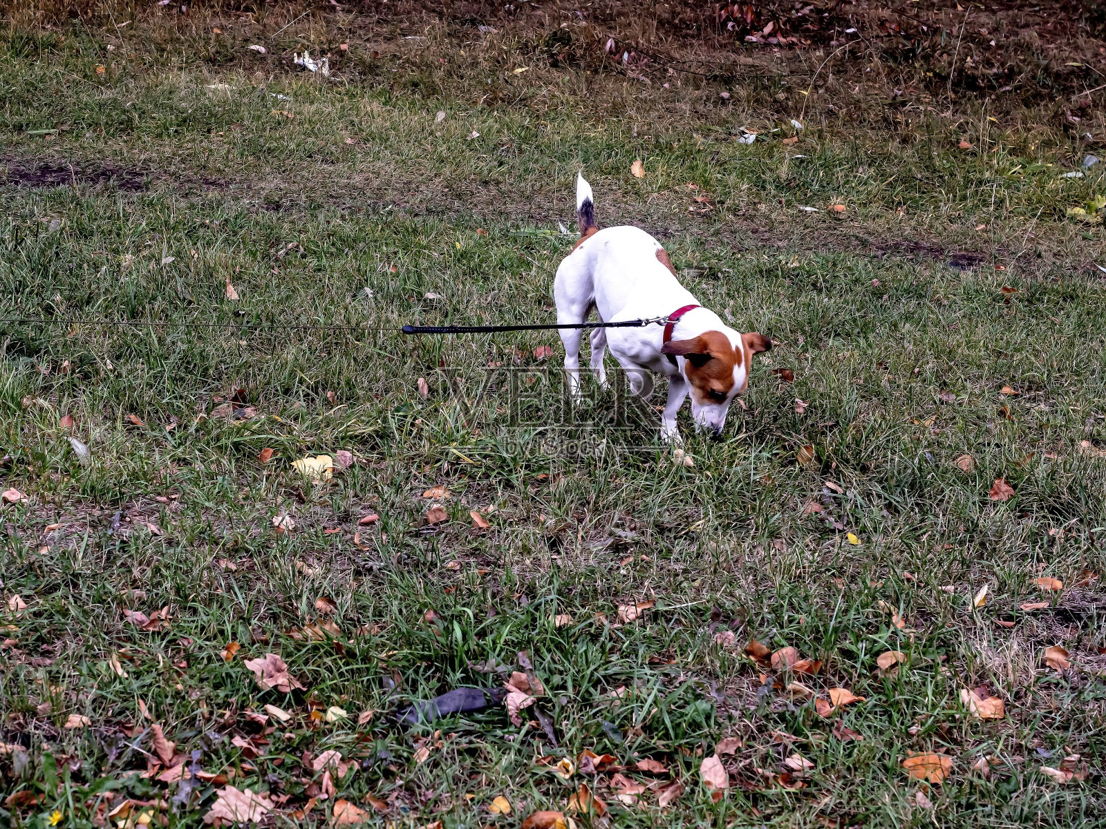 一条拴着皮带的狗在草丛中嗅着地面照片摄影图片