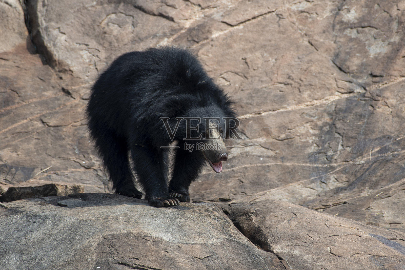 印度卡纳塔克邦汉普比附近的槽熊保护区，一只树懒熊正在进食照片摄影图片