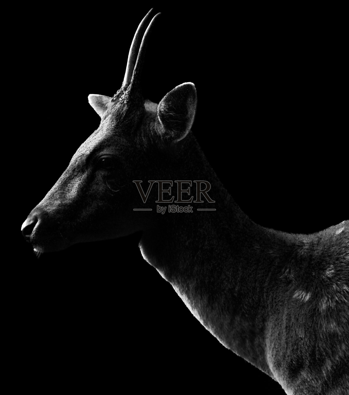 鹿照片摄影图片