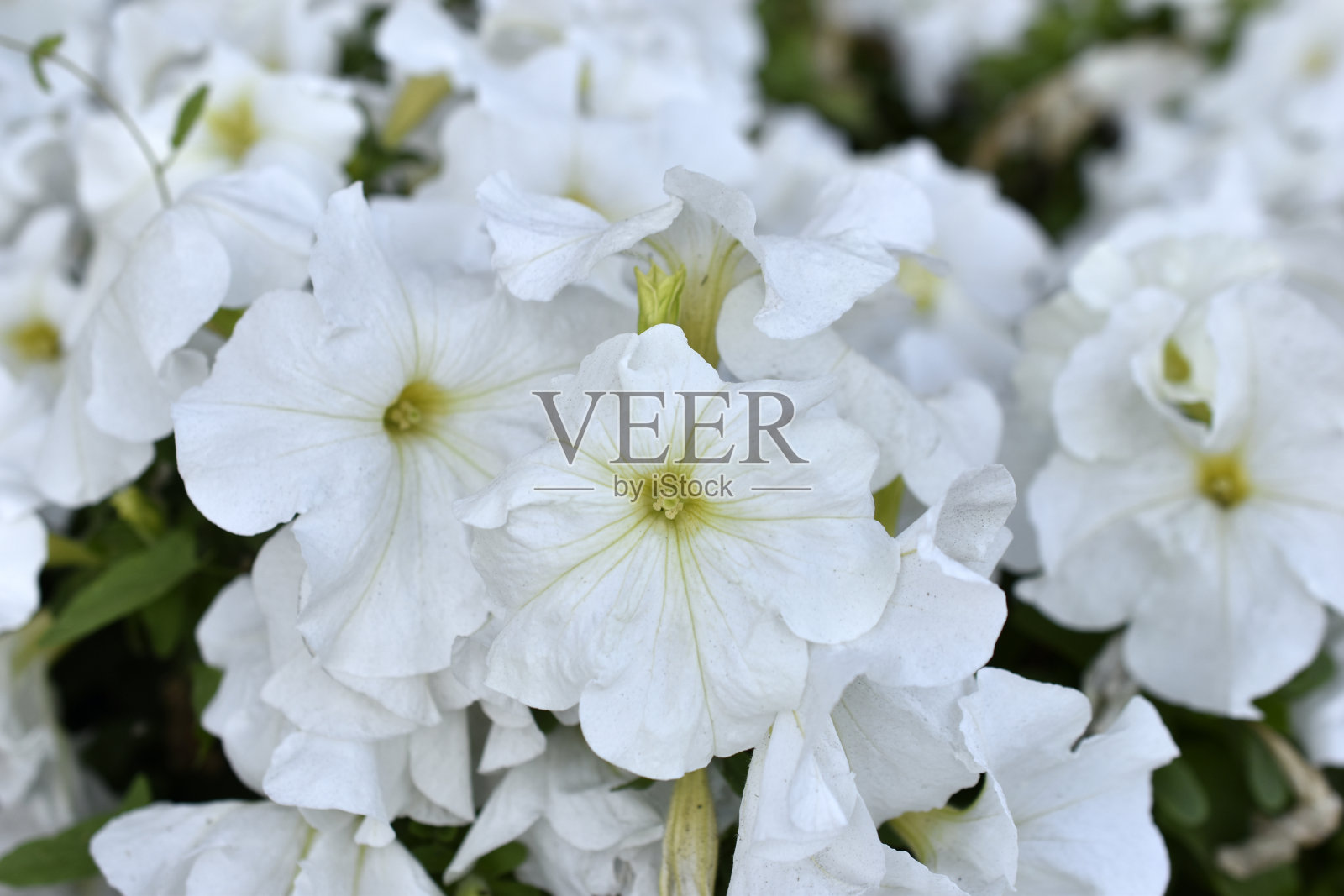 夏天，花坛上美丽的各色矮牵牛花。很多特写颜色。照片摄影图片