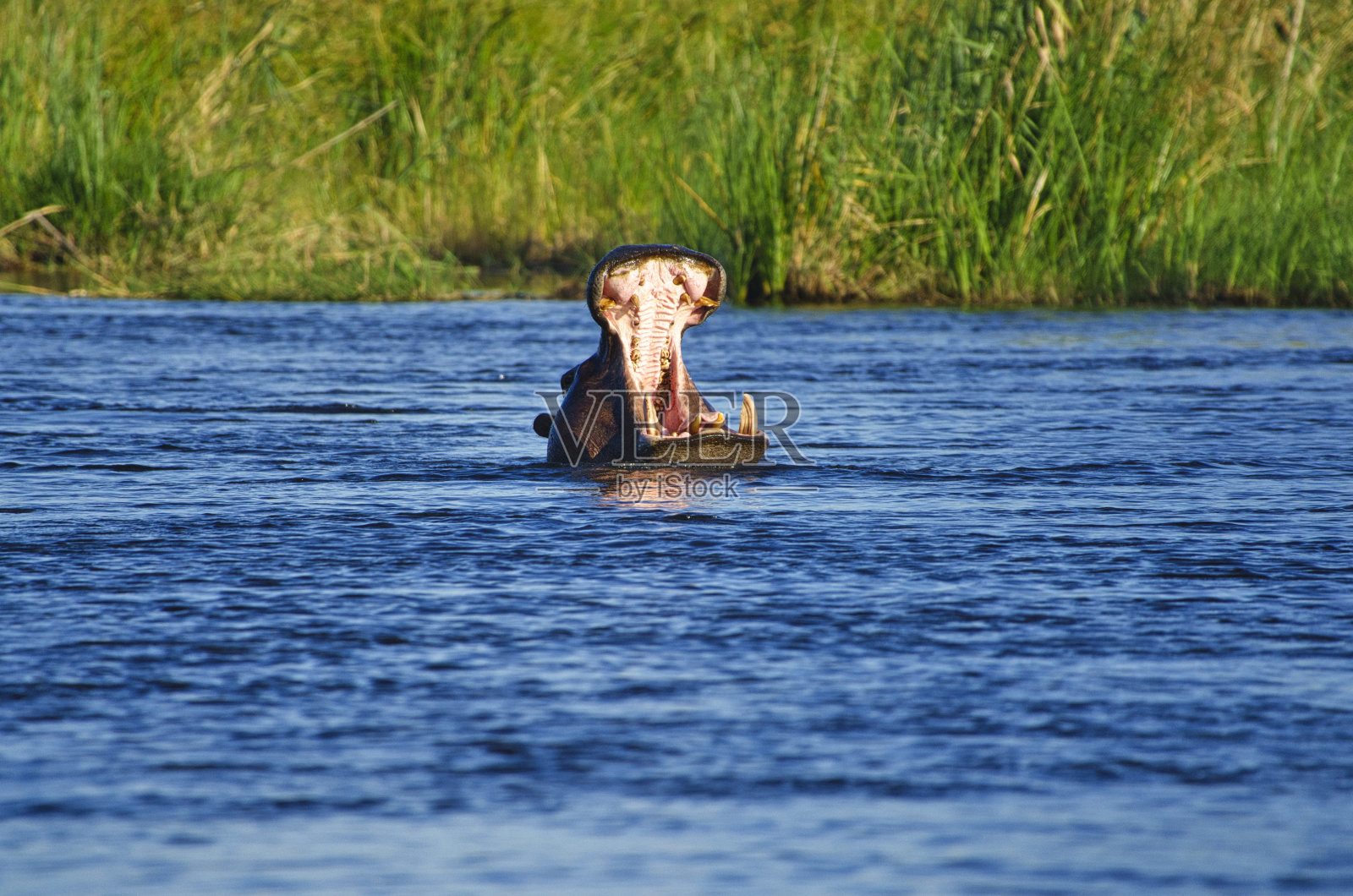博茨瓦纳奥卡万戈国家公园的河马照片摄影图片