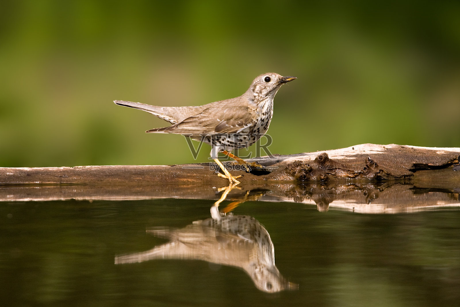 大画眉，薄雾，Turdus viscivorus照片摄影图片
