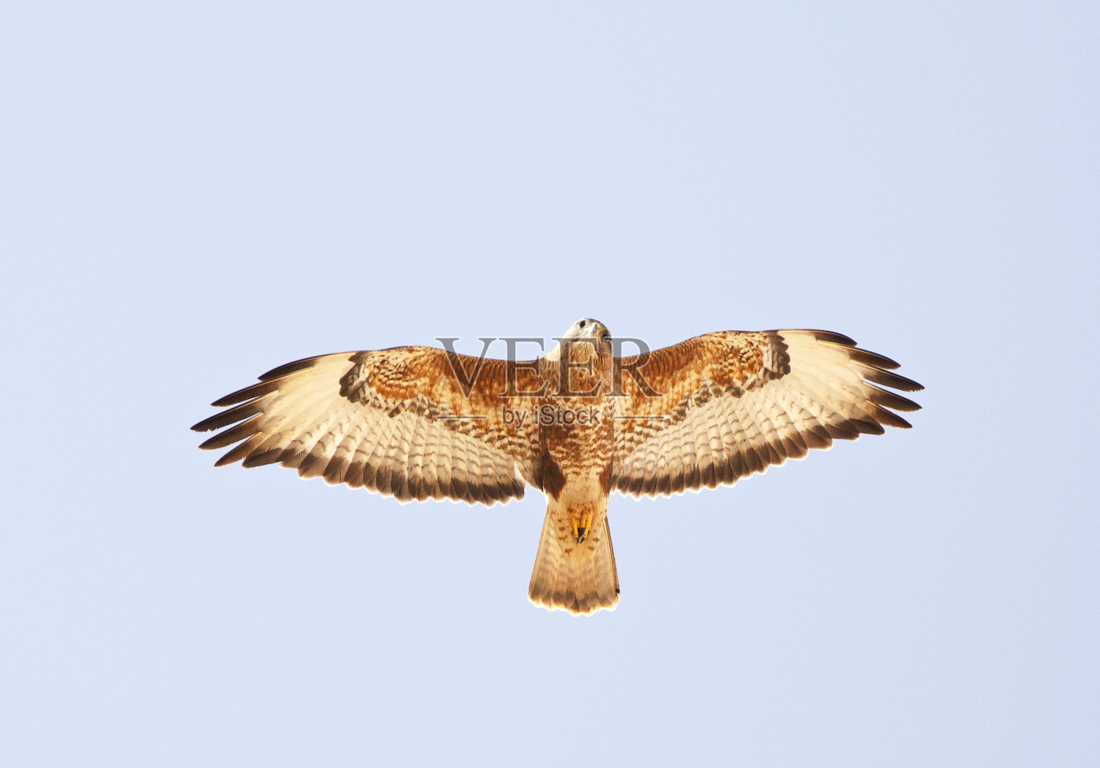 草原鵟照片摄影图片