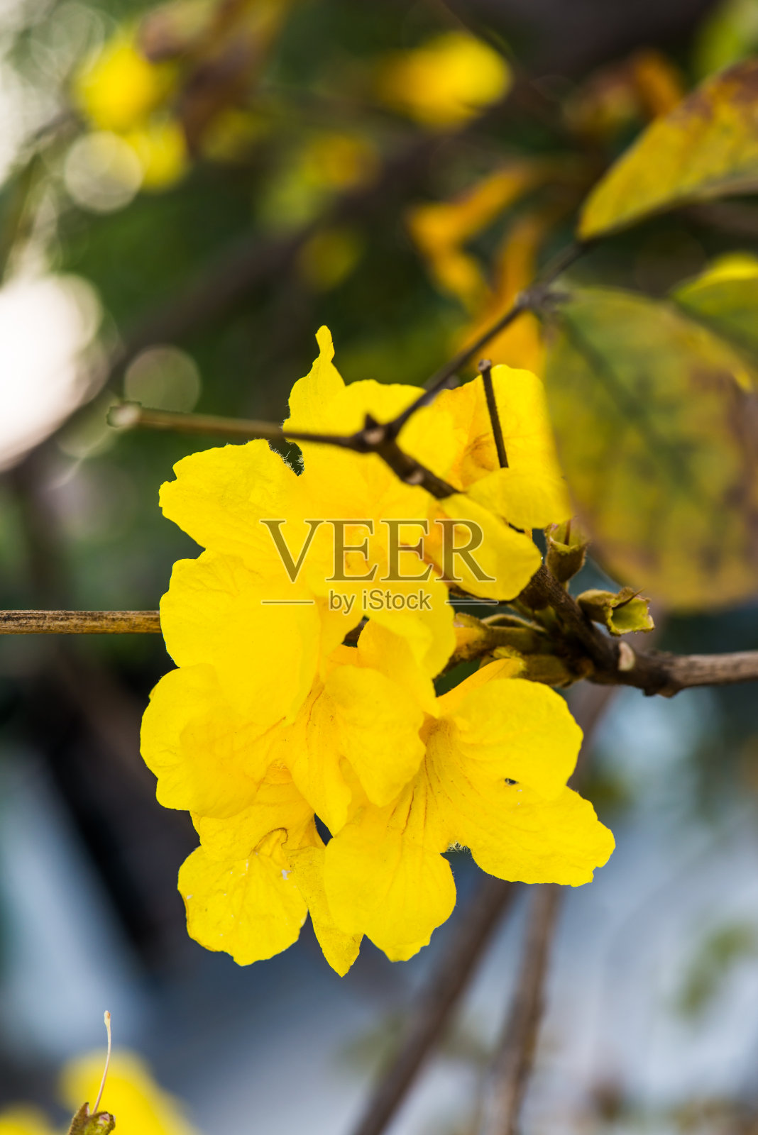 泰语中的侏儒金喇叭花照片摄影图片