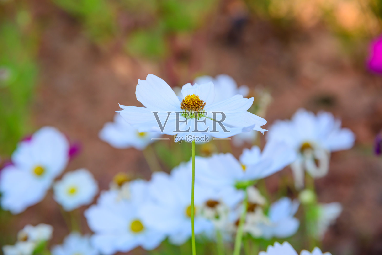 花园里的白色宇宙花照片摄影图片