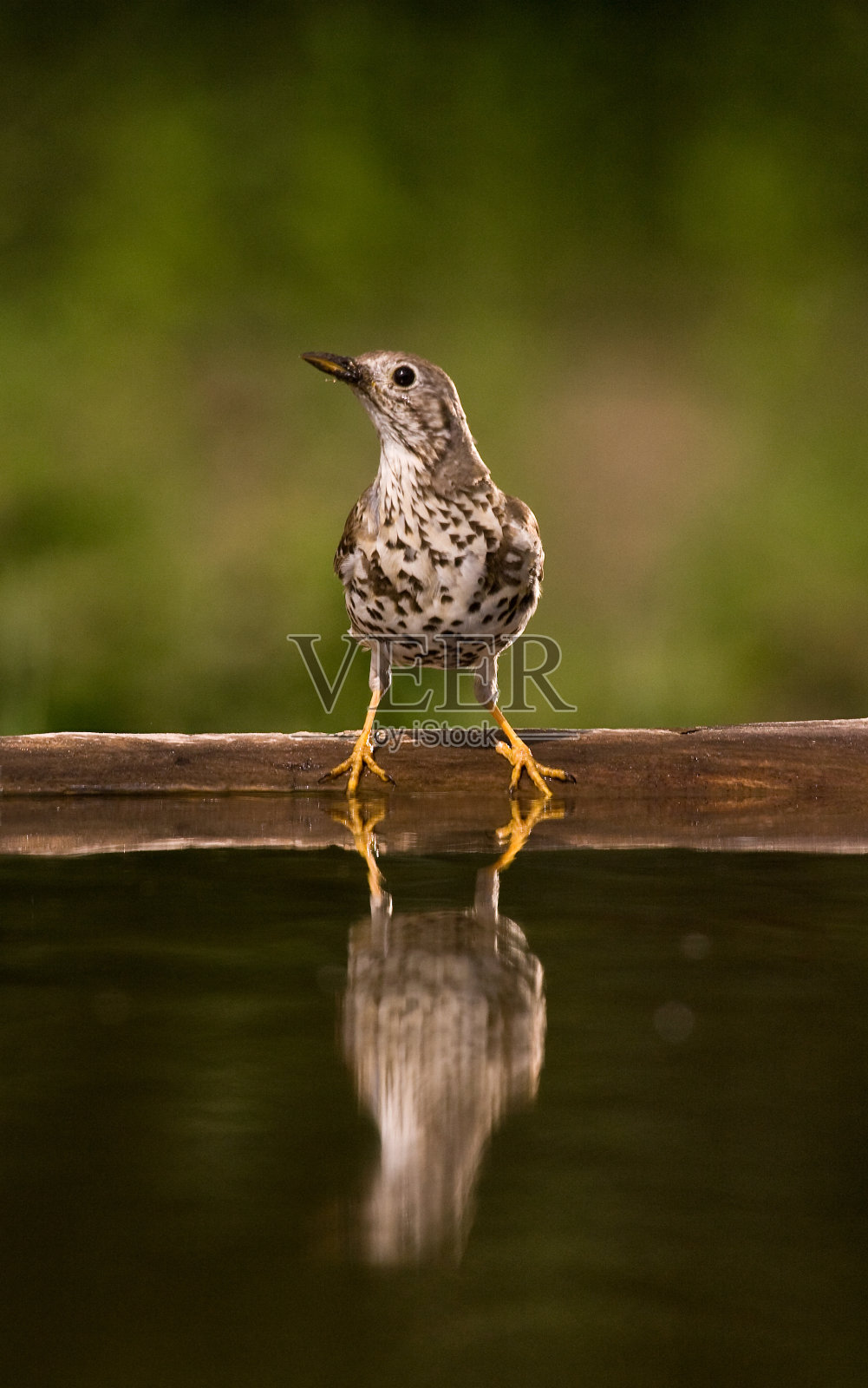 大画眉，薄雾，Turdus viscivorus照片摄影图片