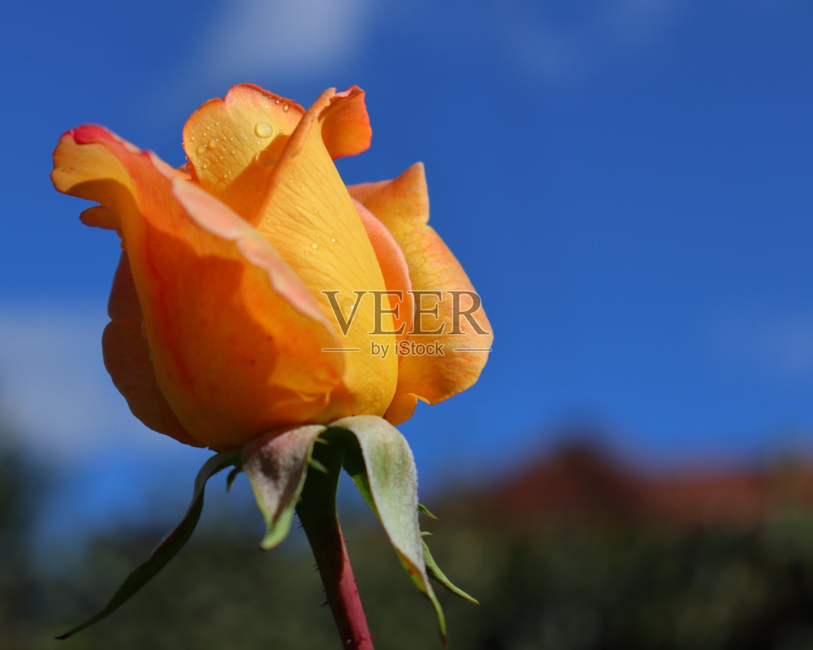 橙色花瓣玫瑰花蕾特写照片摄影图片