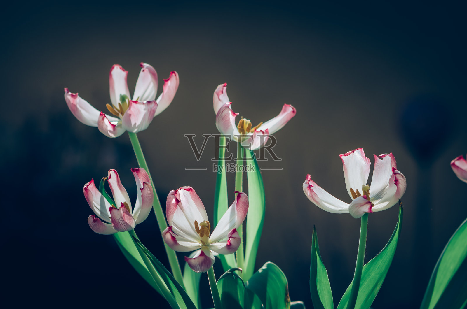 郁金香孤立在黑色背景上照片摄影图片