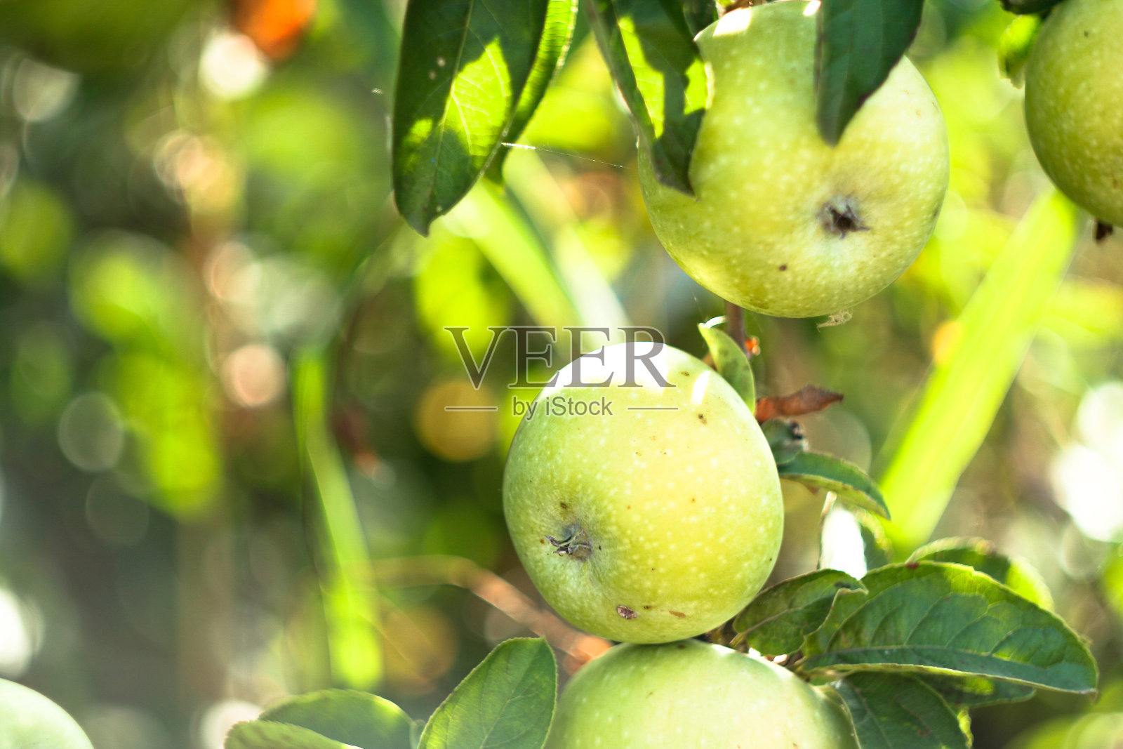 成熟的绿色苹果在一个模糊的浅绿色背景与阳光海报，品牌，日历，明信片，横幅，封面，帖子，网站。高质量照片照片摄影图片