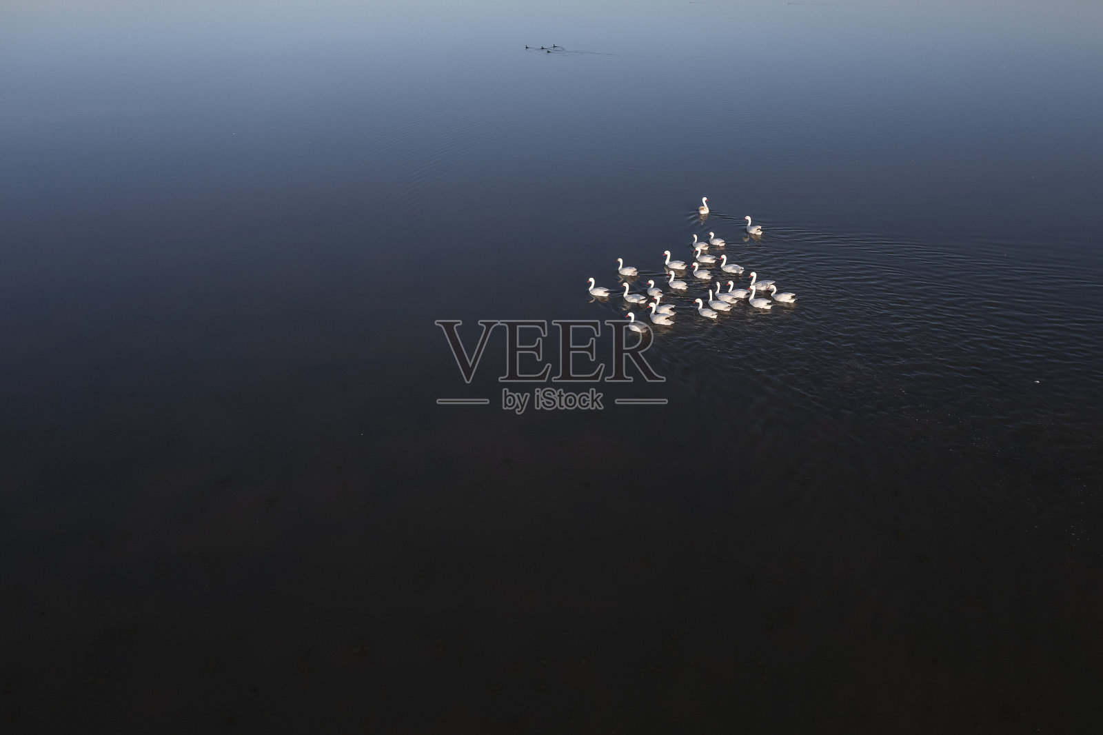 阿根廷巴塔哥尼亚拉潘帕省，在泻湖中游泳的Coscoroba天鹅鸟瞰图。照片摄影图片