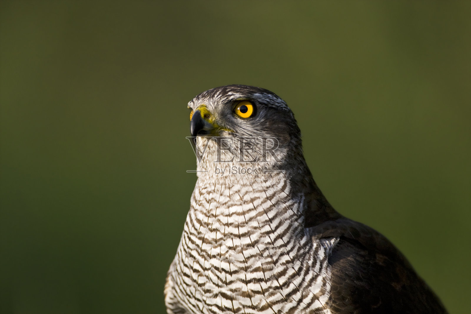 哈维克，北方苍鹰，外袋狸照片摄影图片
