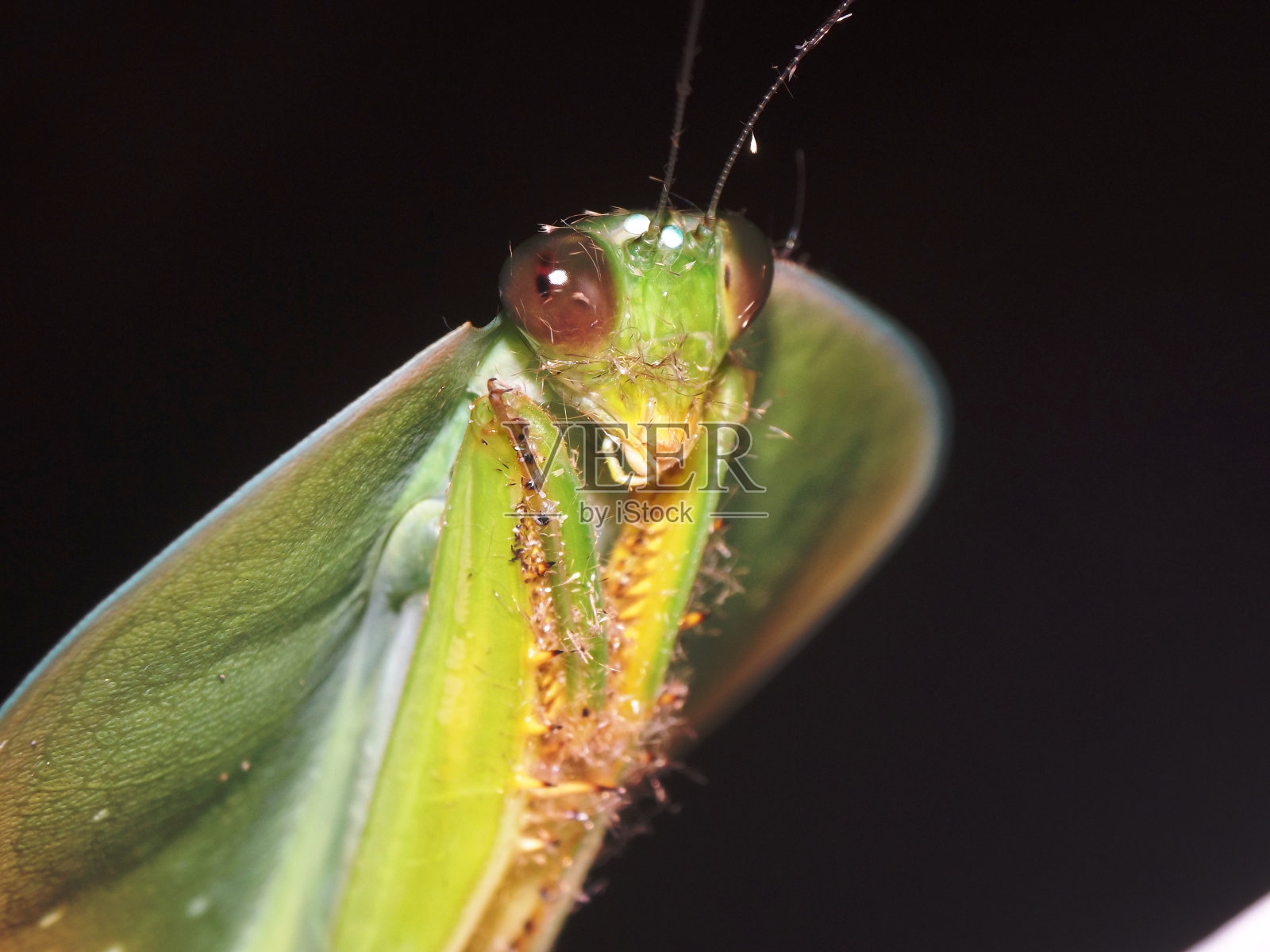 叶螳螂照片摄影图片