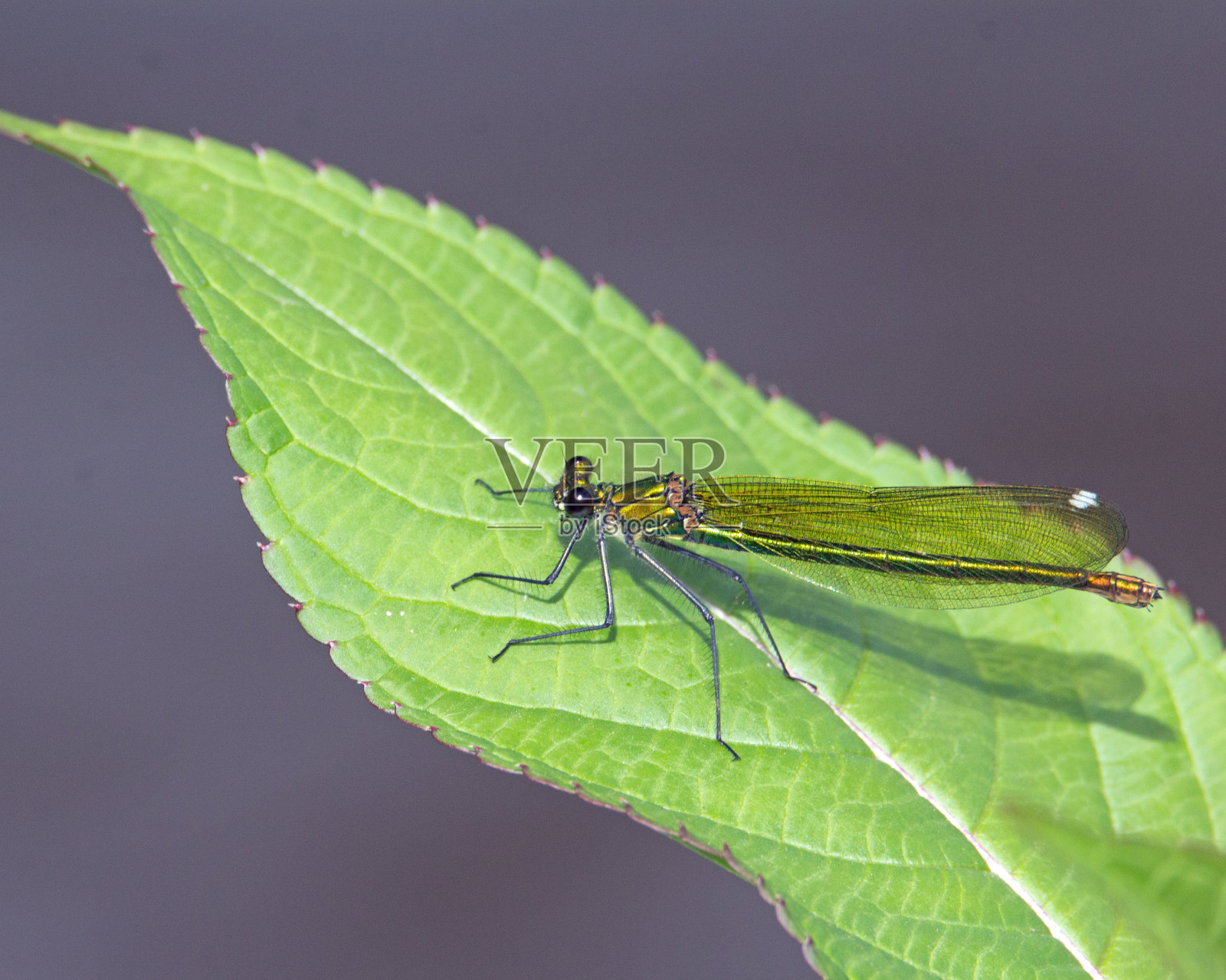 翡翠豆娘幼雌照片摄影图片
