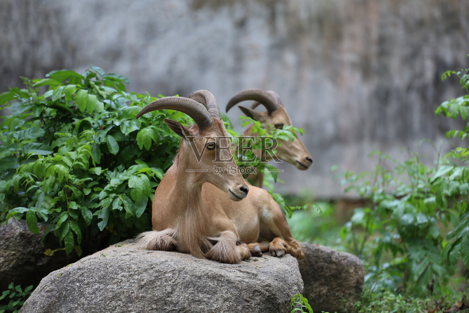 巴巴里羊是哺乳动物和山地动物照片摄影图片
