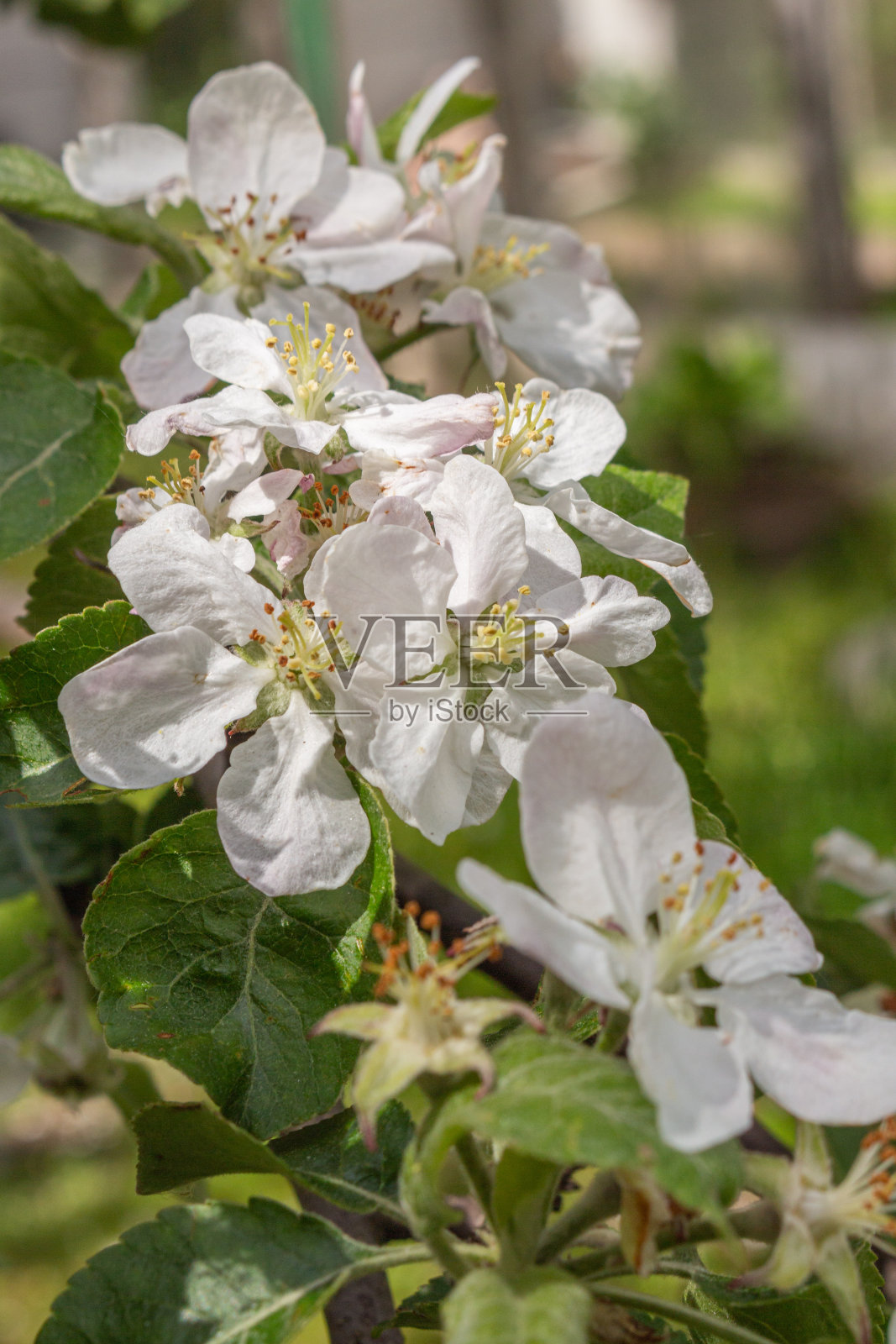 苹果花自然背景春花照片摄影图片